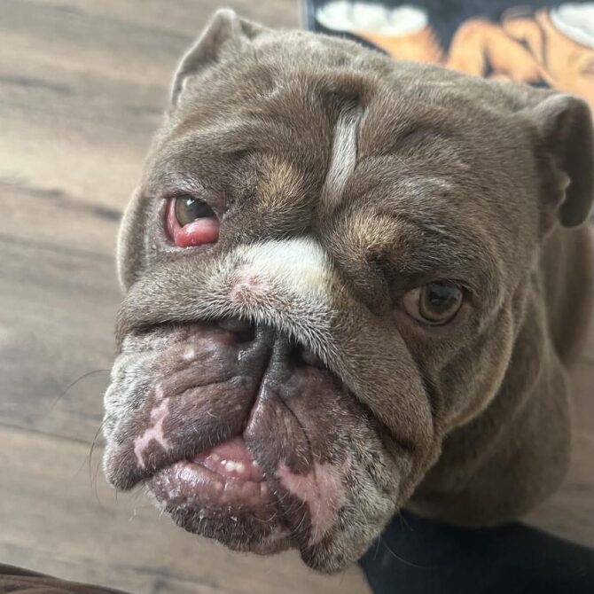 Thea – In Foster – North East