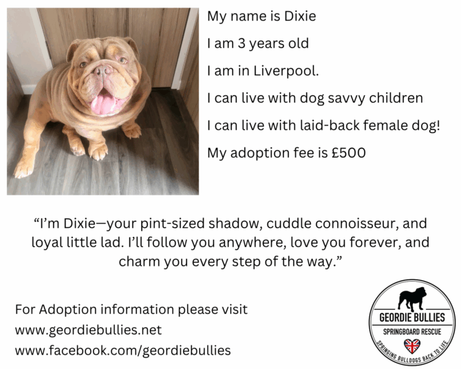 Dixie – Available for Adoption!- North West