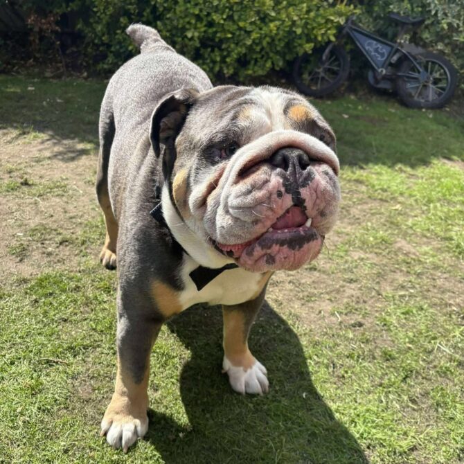 Harry – In Foster – North West