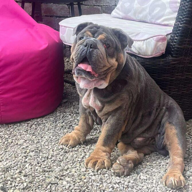 Lewie – In Foster – Yorkshire & Humberside