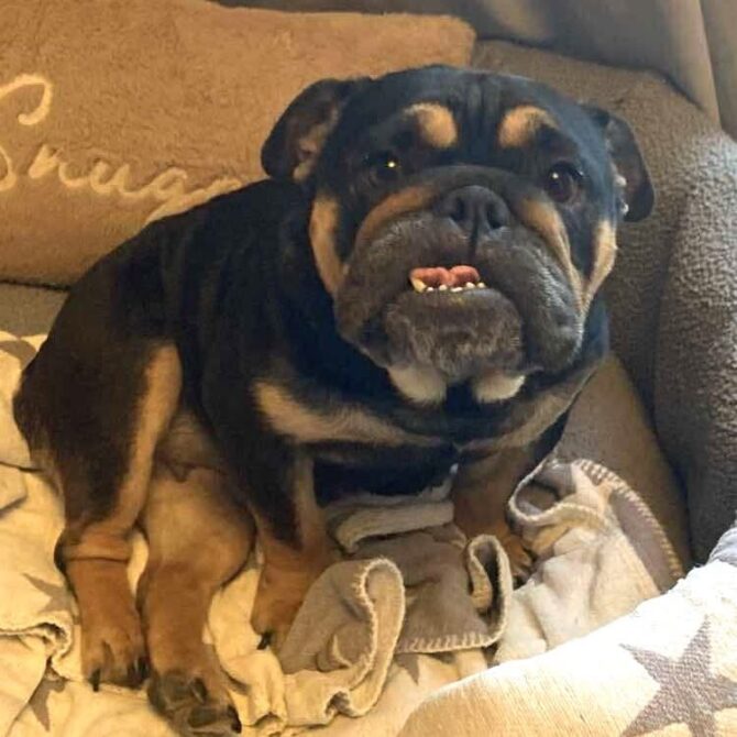 Angel – In Foster – Midlands