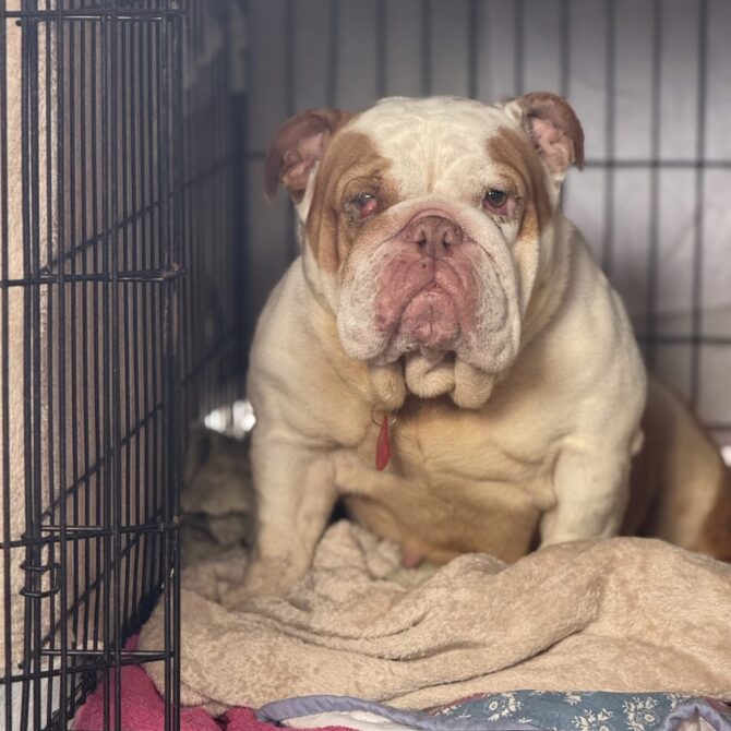 Aryia – In Foster – Midlands