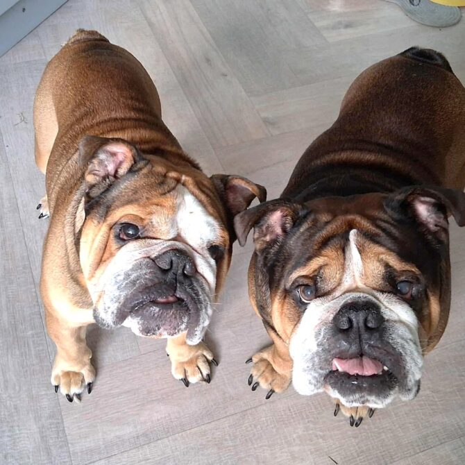 Boris & Bruno – In Foster – South West
