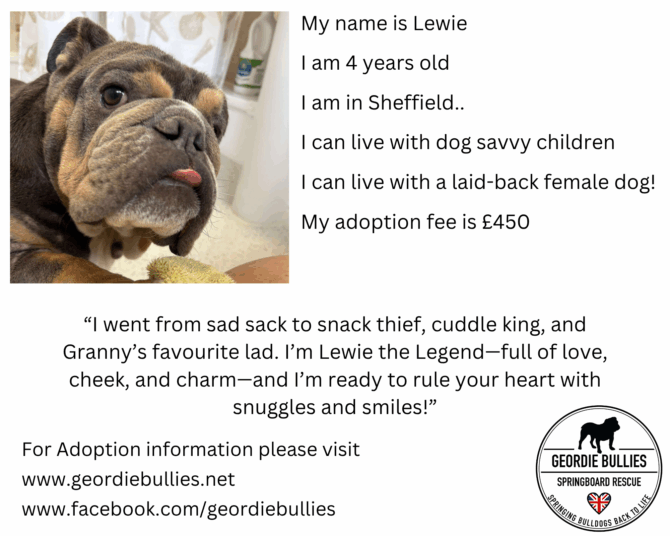 Lewie -Available for Adoption!- Yorkshire & Humberside