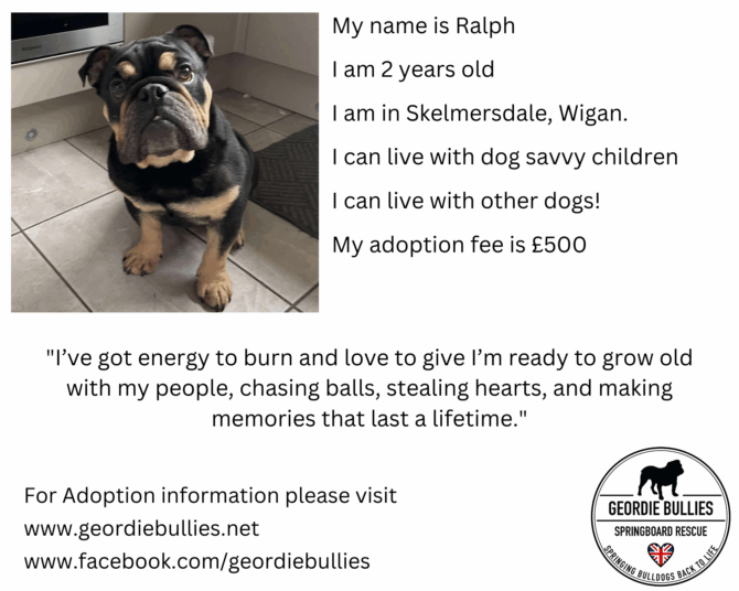 Ralph – Ready for Adoption! – North West