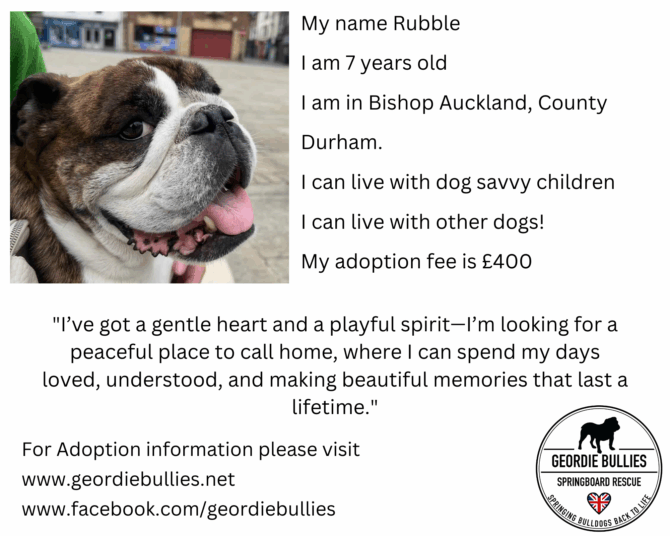 Rubble – Ready for Adoption! – North East