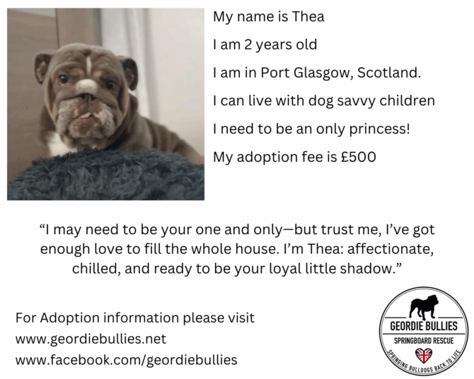 Thea – Available for Adoption! – Scotland