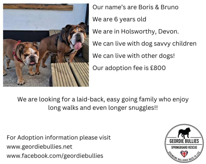 Boris & Bruno – Ready For Adoption – South West