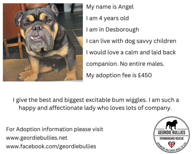 Angel – Applications open – Midlands