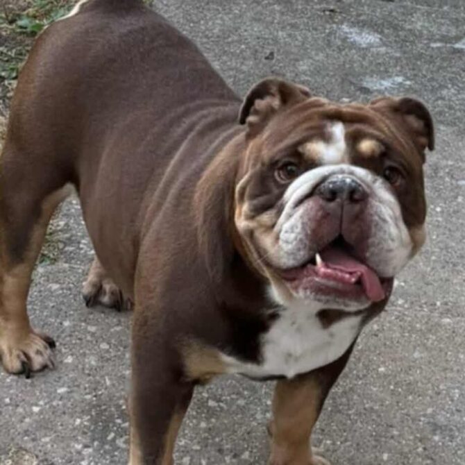 Beau – In Foster – North West
