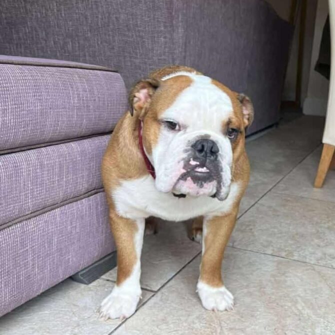 Murphy – In Foster – Yorkshire & Humberside