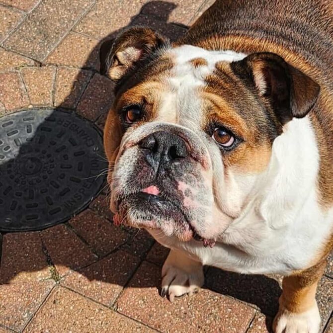 Willow – In Foster – South East