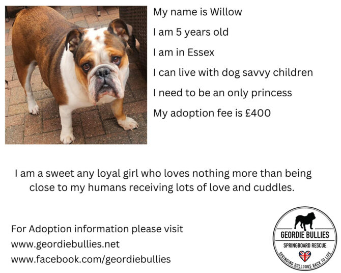 Willow – Applications Now Closed – South East
