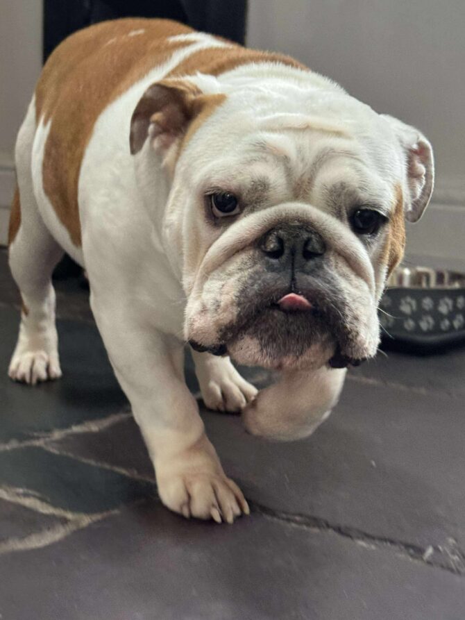 Francis – In Foster – Midlands