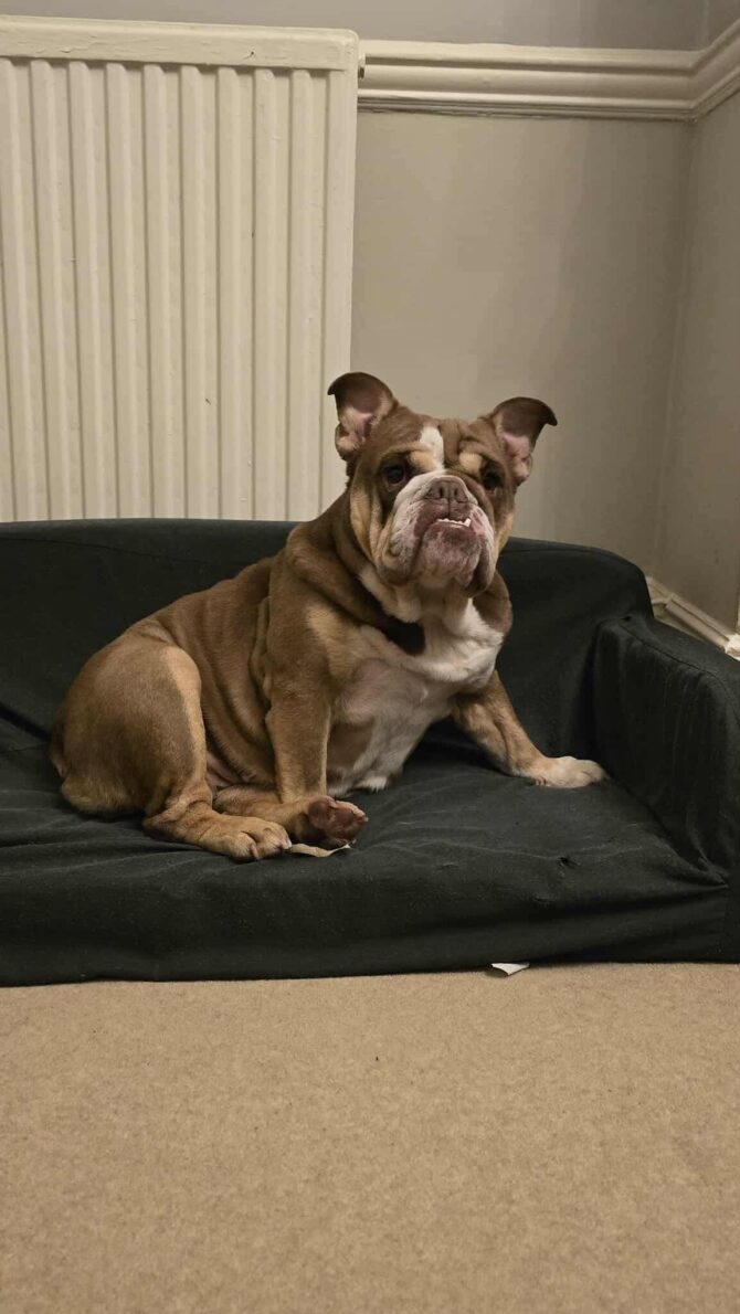 Bella – In Foster – South East