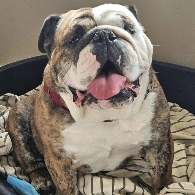 Ronnie – In Foster – Midlands