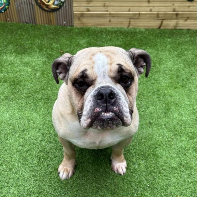 Ember – In Foster – Midlands