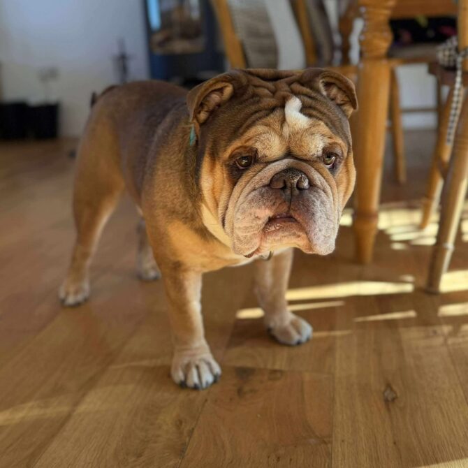 Wilson – In Foster – Wales