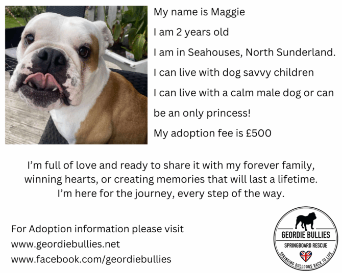 Maggie – Available for adoption – North East