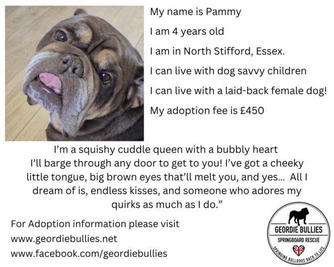 Pammy – Available for Adoption!- South East