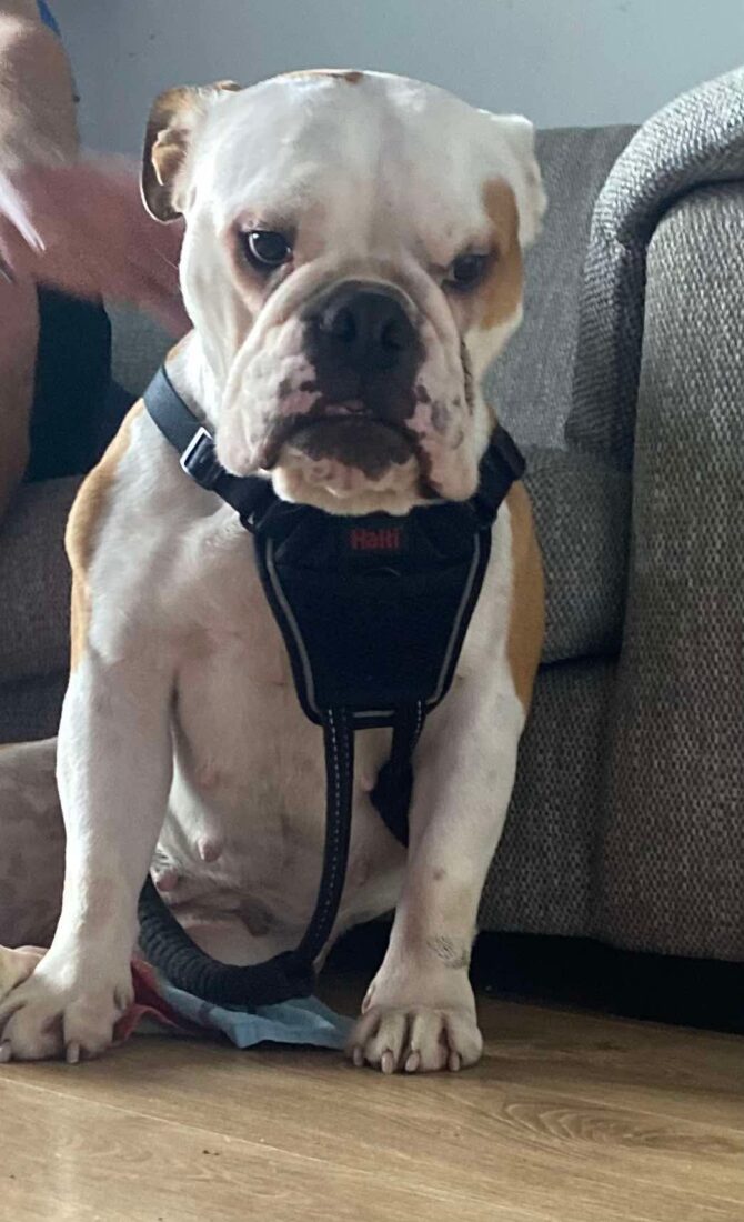 Maggie- In Foster – North East
