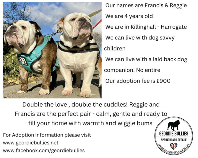 Francis & Reggie – Available For Adoption – Yorkshire & Humberside