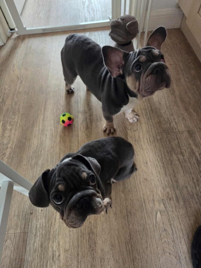 Blossom & Bonnie – In Foster – South West