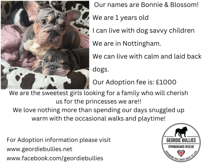 Blossom & Bonnie – Available – Midlands