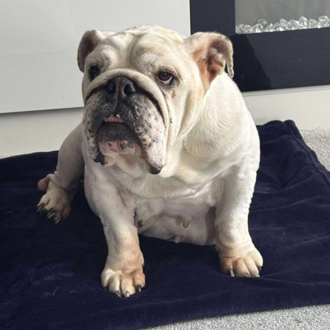 Penelope – In Foster – Yorkshire & Humberside