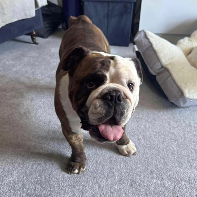 Reggie  – In Foster – Yorkshire & Humberside
