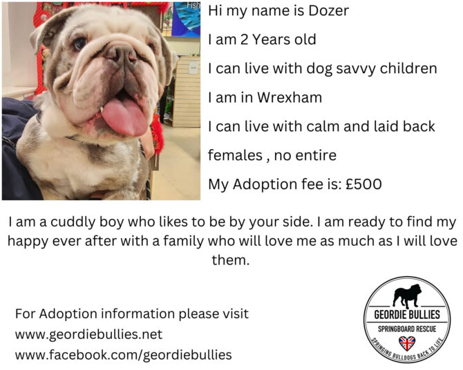 Dozer – Available – South West