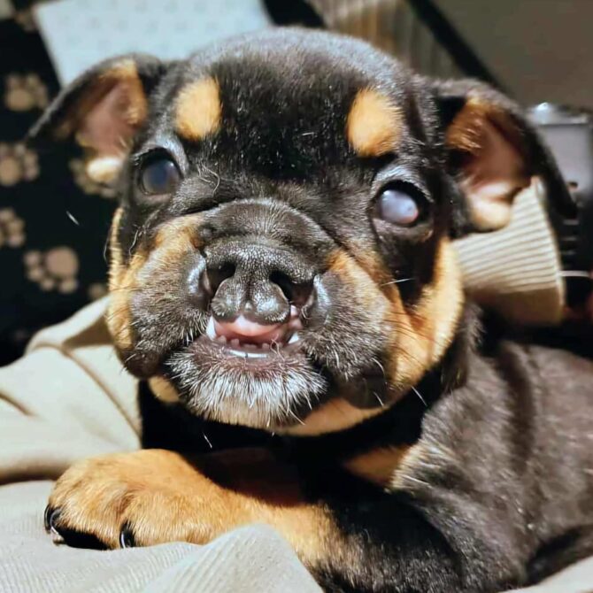 Bernie – In Foster – Midlands