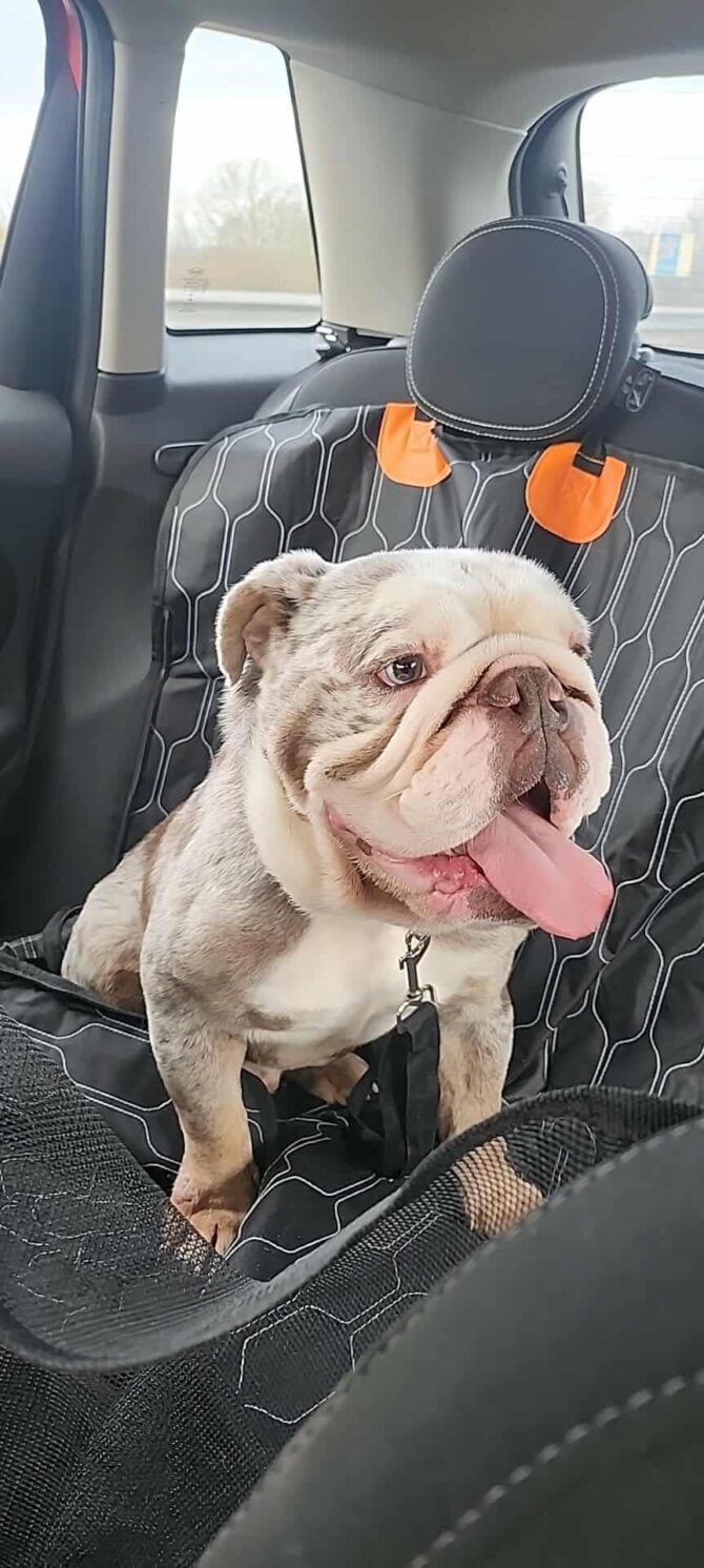 Dozer – In Foster – South East