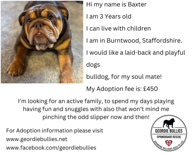Baxter – Available – Midlands