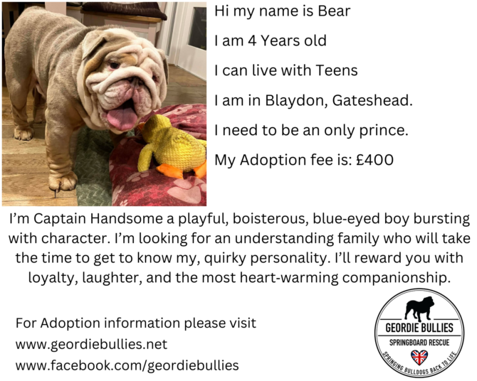 Bear – Now Available – North East