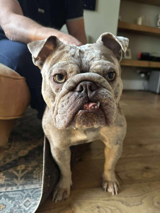 Prada – In Foster – Midlands