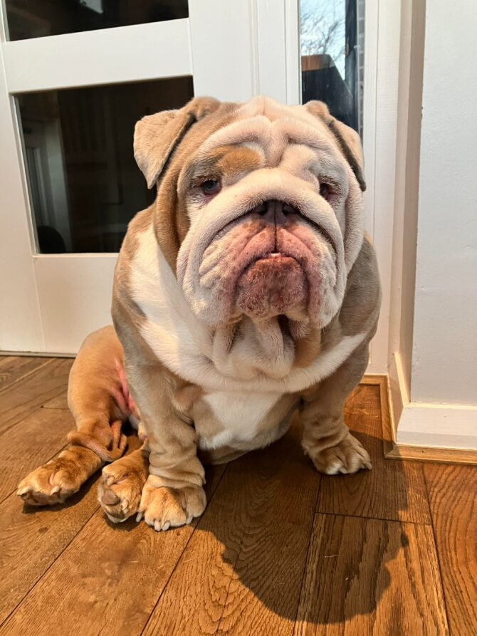 Bear – In Foster – North East