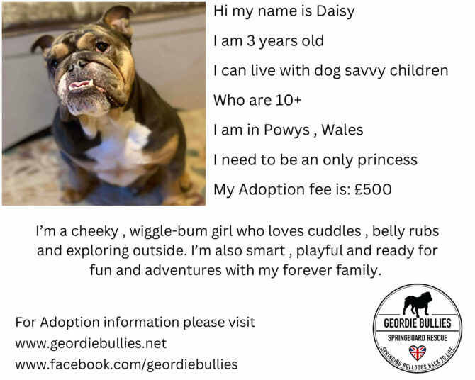 Daisy – Available – South West & Wales