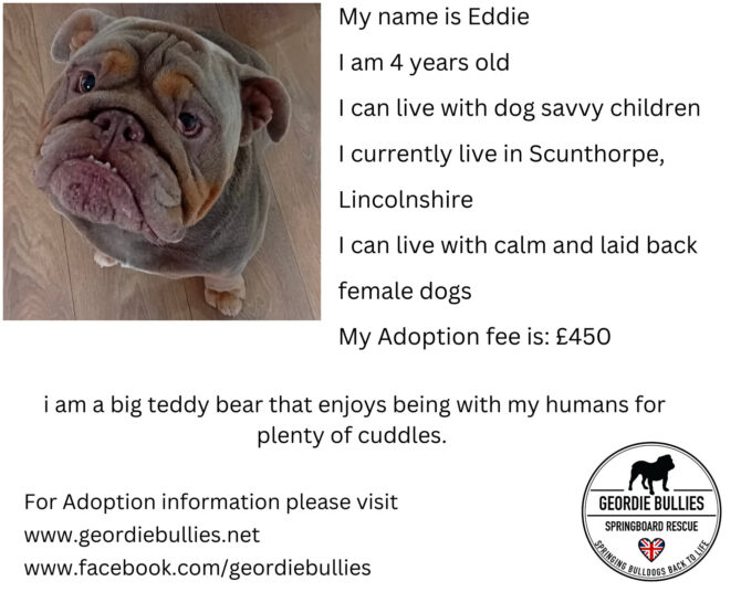 Eddie – Available – Yorkshire & Humberside