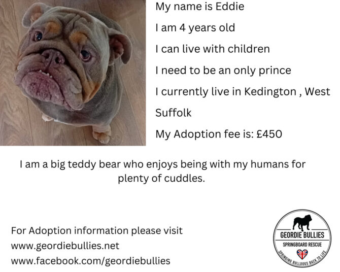 Eddie – Available – South East