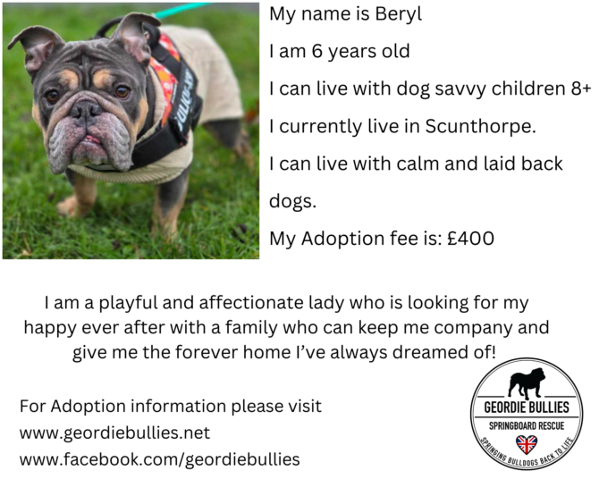 Beryl – Available for Adoption! – Yorkshire & Humberside