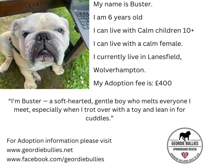 Buster – Available – Midlands