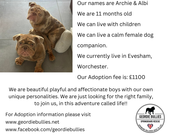 Albi & Archie – Available – Midlands