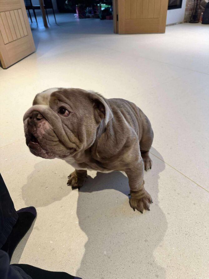 Jack – In Foster – Midlands