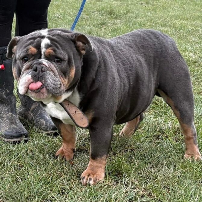 Diesel – In Foster – South East