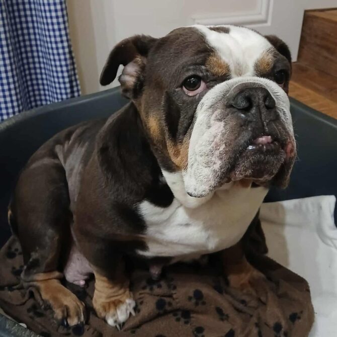 Skye – In Foster – South West & Wales