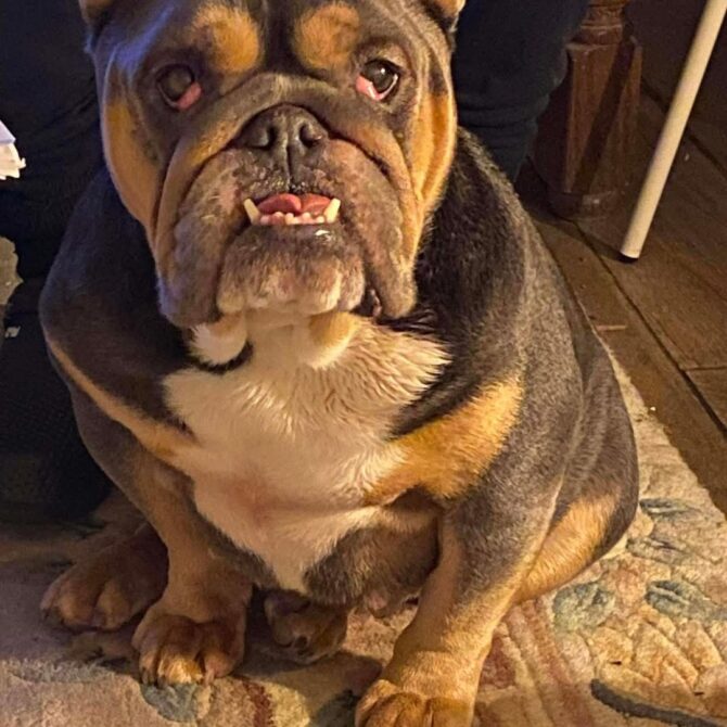 Daisy – In Foster – South West & Wales