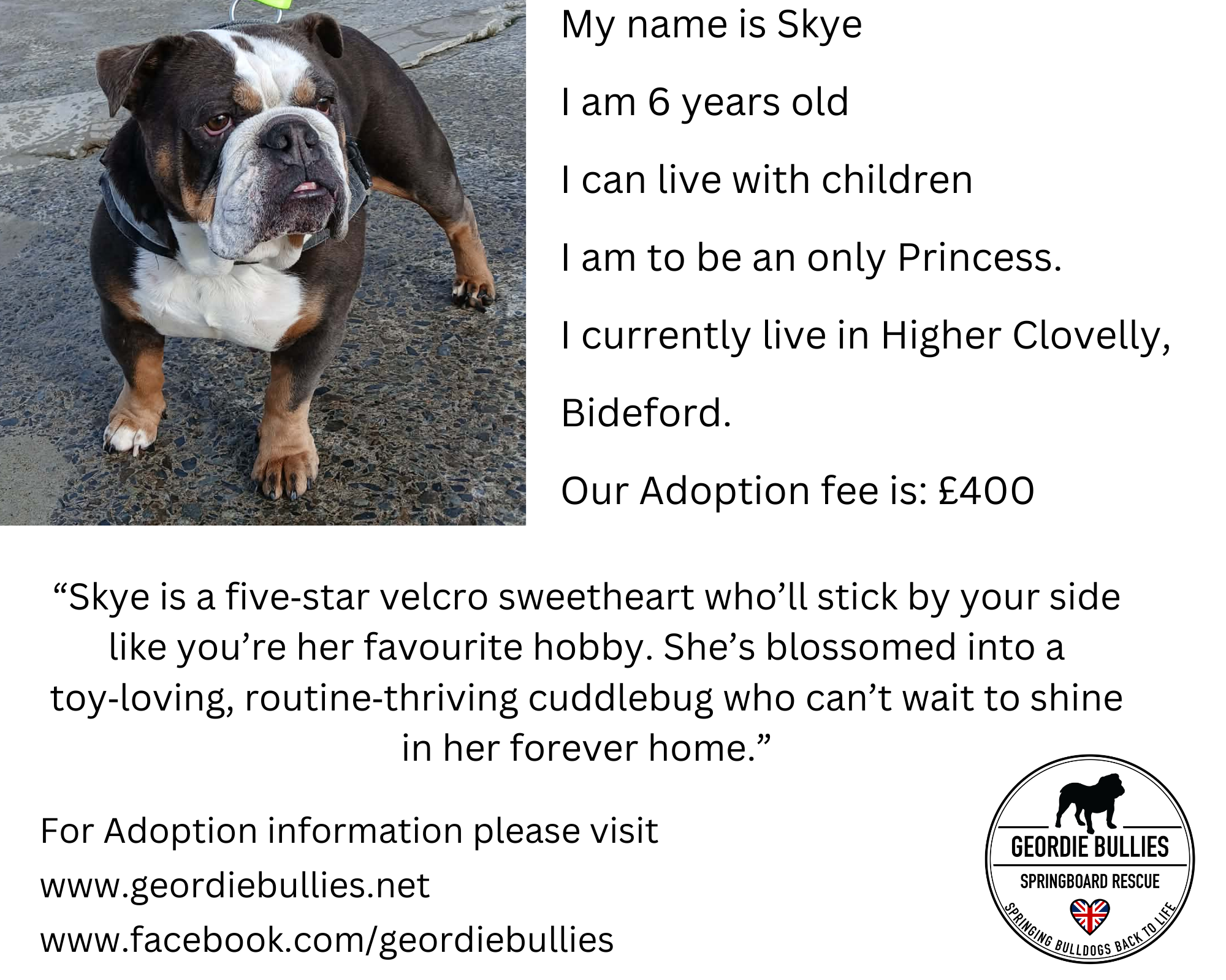 Skye - Available - South West & Wales - Geordie Bullies Springboard