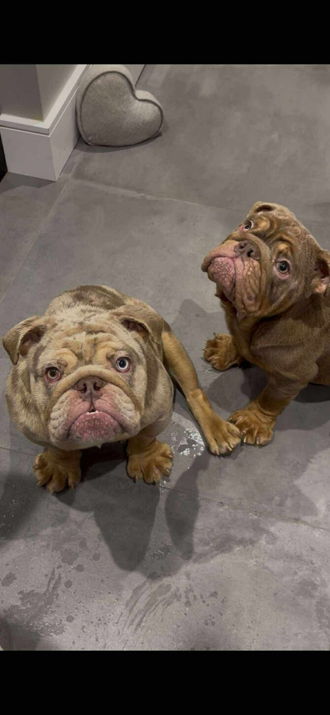 Albi & Archie – In Foster – Midlands