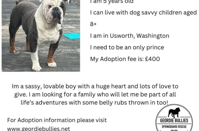 Dennis – Available – North East